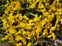 Genista subcapitata 4, Saxifraga-Harry Jans Genista subcapitata